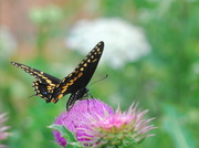 25th Jun 2013 - Black Swallowtail on Musk Thistle