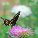 Black Swallowtail on Musk Thistle by kareenking