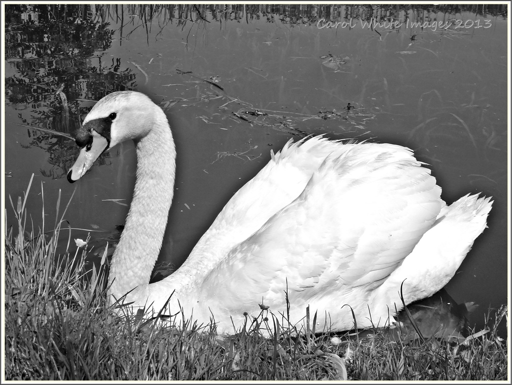Swan In Monochrome by carolmw