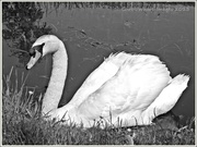 26th Jun 2013 - Swan In Monochrome