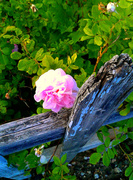 22nd Jun 2013 - On the Fence