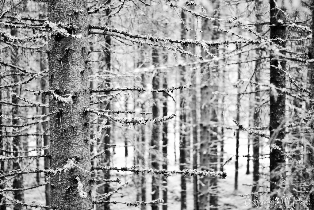 Trees by ragnhildmorland