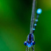 What a face you have little damselfly! by kathyladley
