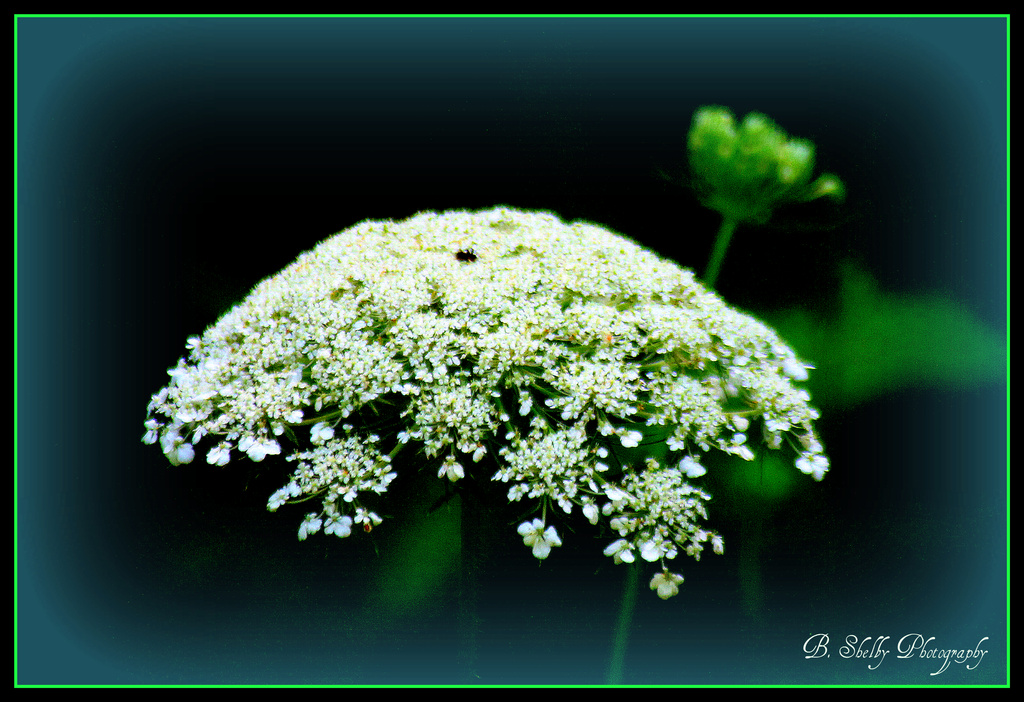 Queen Anne's Lace by vernabeth