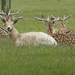 Albino Menil Fallow deer at Hatfield House by padlock