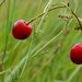 Earrings of cherries by pavlina