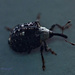 Bug by tonygig