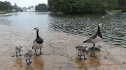 20th Jun 2013 - Goose Families
