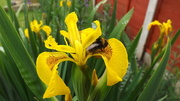 21st Jun 2013 - ...Bee Out