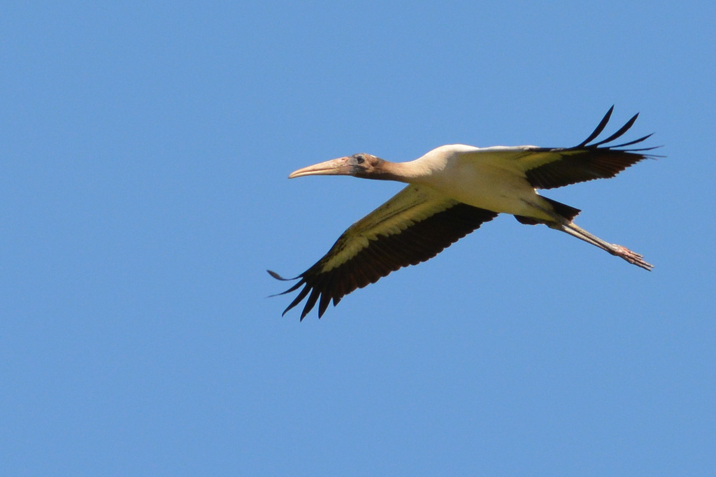 Wood Stork Over Head by dnszero