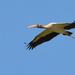 Wood Stork Over Head by dnszero