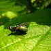 A fly by pyrrhula