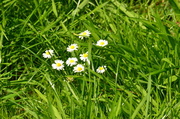 26th Jun 2013 - A clump of daisies