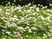 25th Jun 2013 - Daisies on the lawn