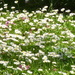 Daisies on the lawn by lellie