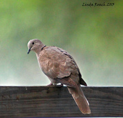 26th Jun 2013 - Another Ring Necked Dove 