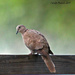 Another Ring Necked Dove  by grannysue