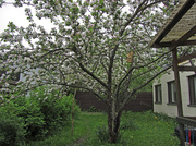 27th May 2013 - Apple tree IMG_2460