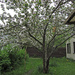 Apple tree IMG_2460 by annelis