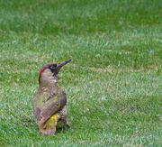 26th Jun 2013 - green woodpecker