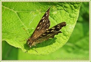 27th Jun 2013 - Speckled Wood Butterfly