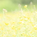 buttercups  by mariadarby