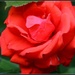 Bloomin lovely by rosiekind