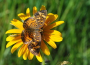27th Jun 2013 - Pearl Crescent Butterfly on Black-Eyed Susan