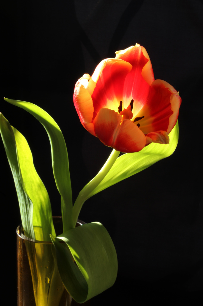 tulip single in vase by shepherdmanswife