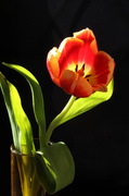 27th Jun 2013 - tulip single in vase