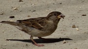 27th Jun 2013 - Day 23 House Sparrow (Female/Juvenile)