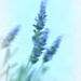 Whispy Lavender by salza