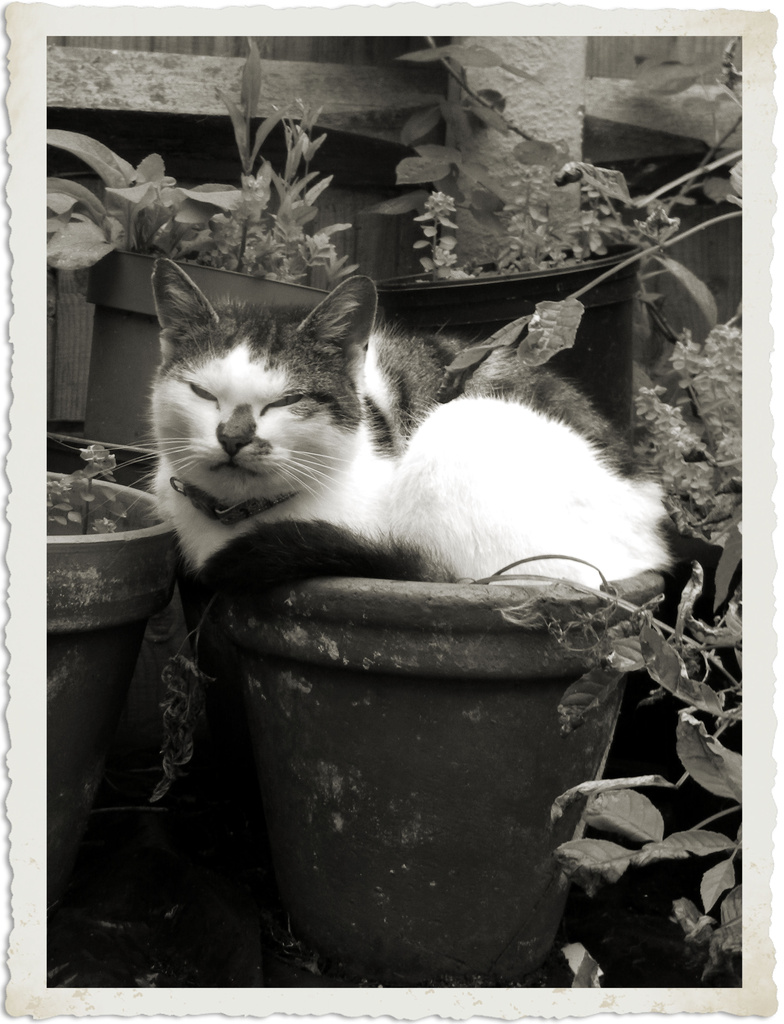 Emily Sleeping In A Plant Pot by itsonlyart