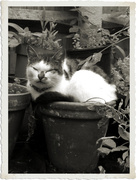 27th Jun 2013 - Emily Sleeping In A Plant Pot