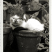 Emily Sleeping In A Plant Pot by itsonlyart