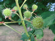 27th Jun 2013 - Baby conkers - 27-6