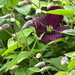 Clematis and buds by padlock