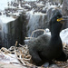 Shag With Eggs by rennes
