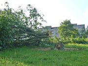 27th Jun 2013 - #182 Woodman spare that tree
