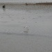 Day 7 Avocet at Titchwell Marsh by susiemc