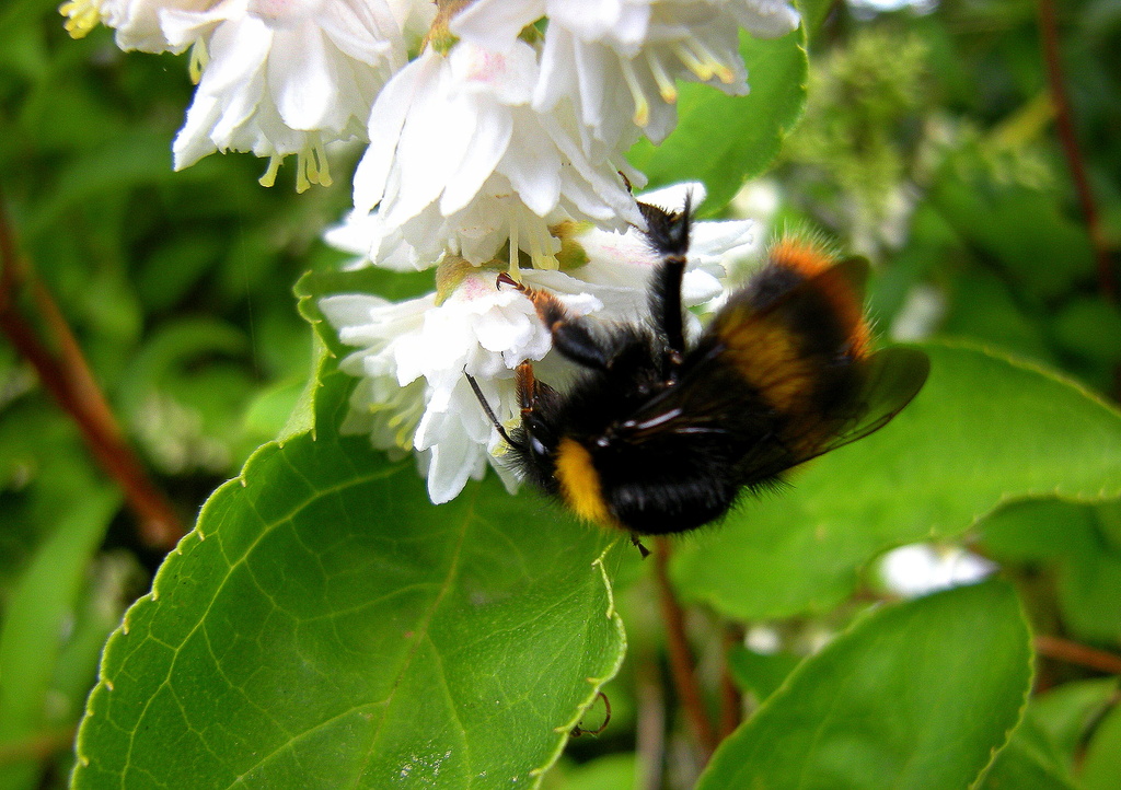  Bee on a Deutzia scabra flower by pyrrhula