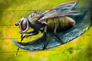 27th Jun 2013 - Graffiti - fly