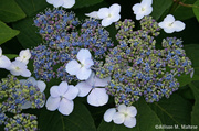 26th Jun 2013 - Not Your Usual Hydrangea