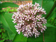 27th Jun 2013 - Milkweed Blossom