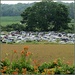 Tiger Lilies, Wheat, Junk Cars, Trees by juliedduncan