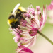 astrantia and bee by jantan