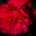 Rose by elisasaeter