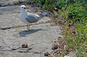 1st Jun 2013 - Common Gull with chicks (Larus canus) - Kalalokki, Fiskmås IMG_5592