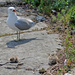Common Gull with chicks (Larus canus) - Kalalokki, Fiskmås IMG_5592 by annelis