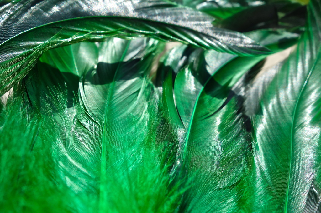 green feathers by cocobella